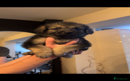 Mixed Breed dogs for sale: German shepherd/golden retriever  in Swadlincote - Image 21