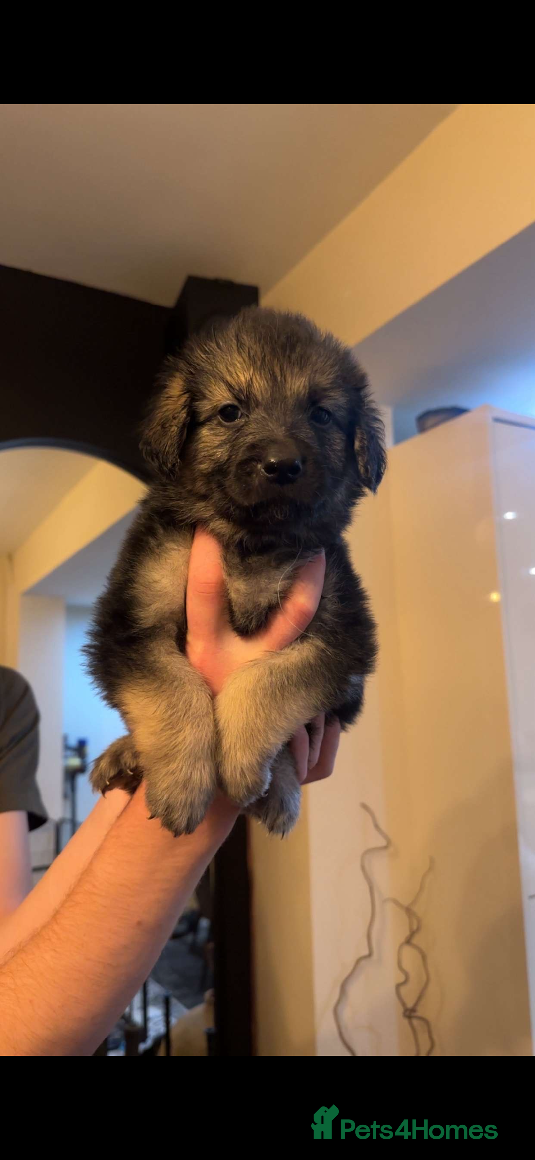 Mixed Breed dogs for sale: German shepherd/golden retriever  in Swadlincote - Image 21