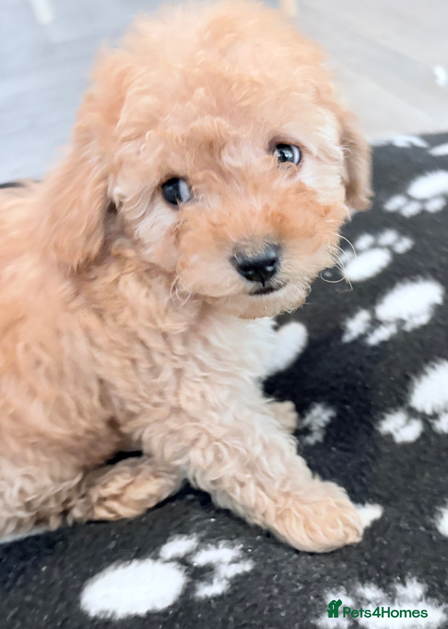 Cavapoo dogs Luxury toyf1b Cavapoo ready Friday 💙 - Advert 12
