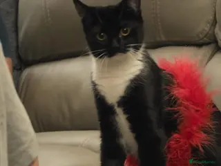 Domestic Shorthair cats 7 month old female kitten - spayed - Advert 2