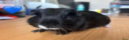 Guinea Pig rodents for sale: Guinea Pigs - Mixed Litter Young Males & Female - Advert 5