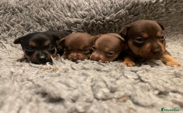 Jack Russell dogs Beautiful miniature Jack Russell puppies - Advert 12