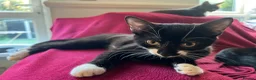 British Shorthair cats for sale: Three Adorable Kittens Looking for Forever Homes  in London - Advert 2