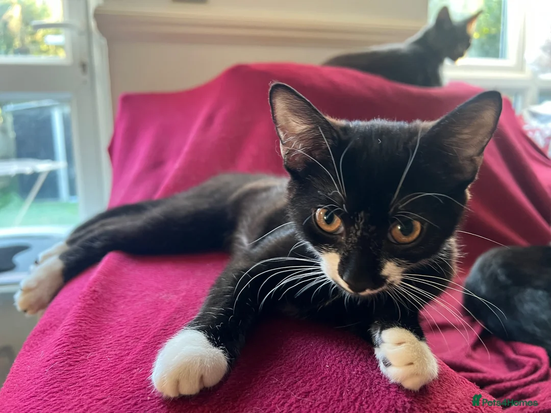 British Shorthair cats for sale: Three Adorable Kittens Looking for Forever Homes  in London - Advert 2