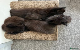 British Longhair cats for sale: 3 chocolate brown boys ready to leave  - Image 9