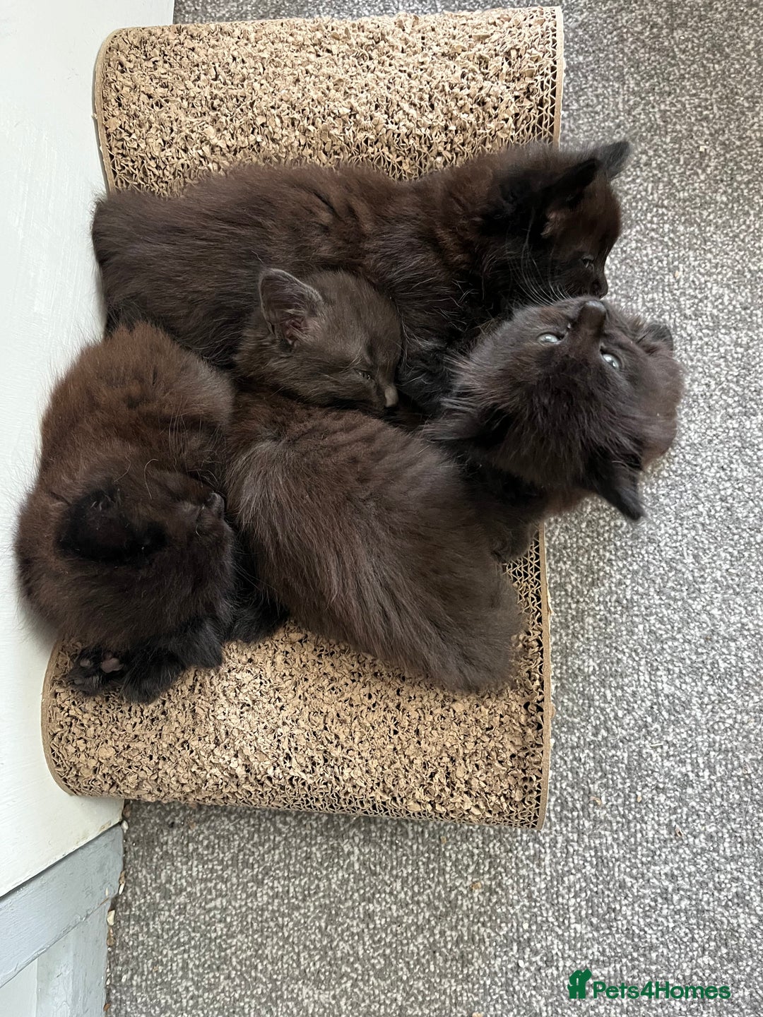 British Longhair cats for sale: 3 chocolate brown boys ready to leave  - Image 9