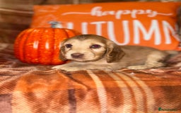 Cocker Spaniel dogs for sale: 🧡💛❤️Stunning KC Show Cocker Spaniels❤️🩷🧡 - Image 19