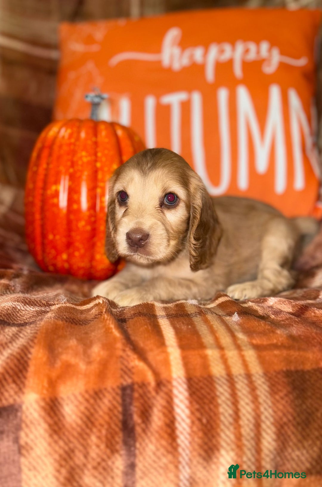 Cocker Spaniel dogs for sale: 🧡💛❤️Stunning KC Show Cocker Spaniels❤️🩷🧡 - Image 19