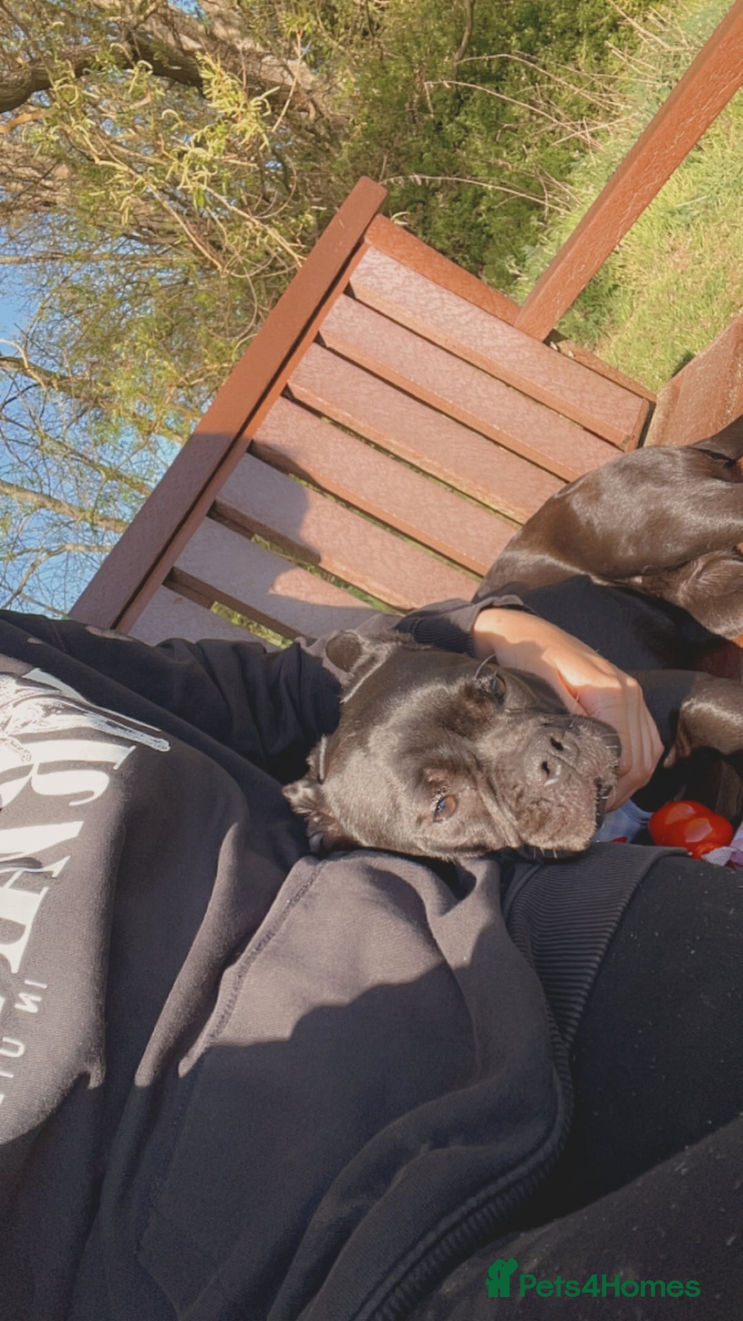 Frug dogs for sale: Female frug - Image 11