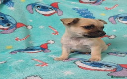 Chihuahua dogs for sale: Tiny adorable chihuahua pups 🐶  - Image 5