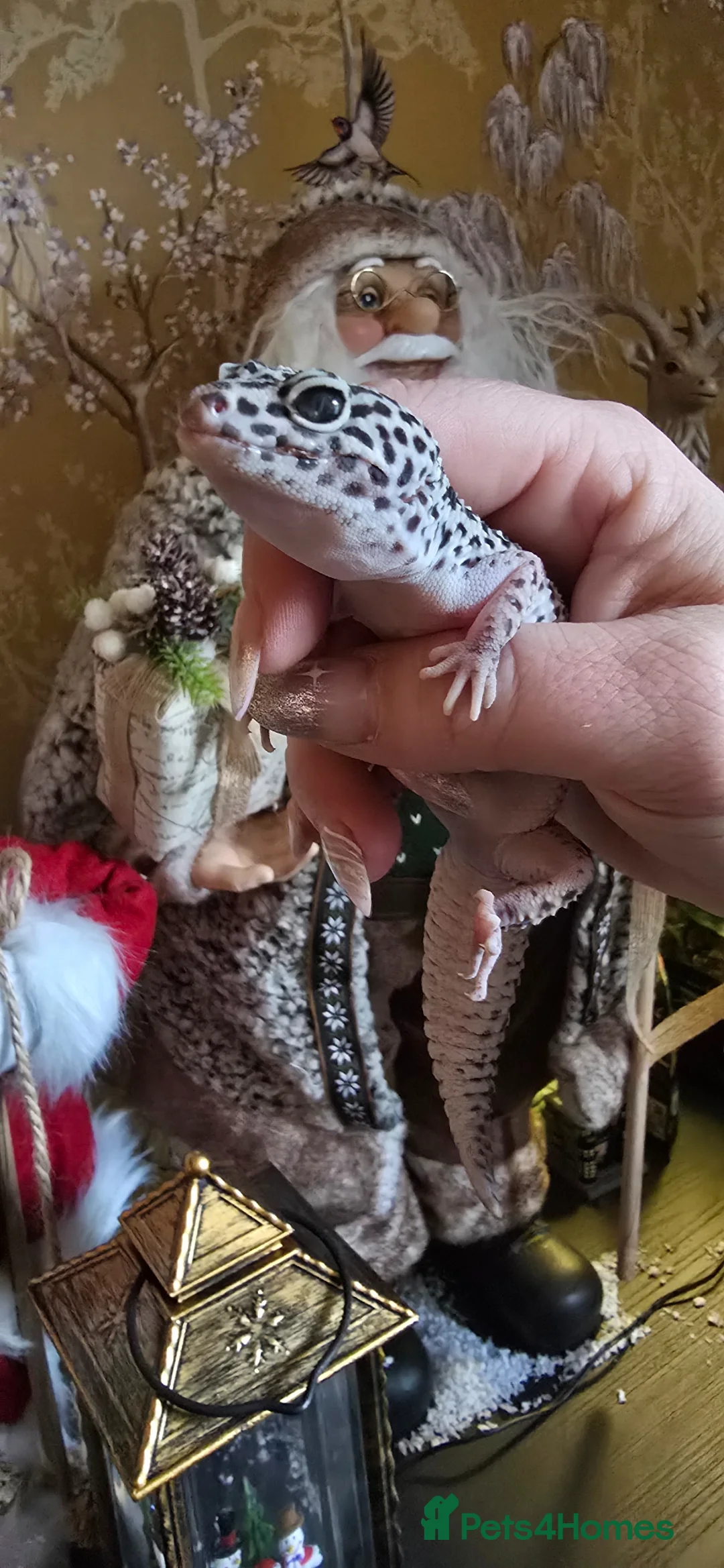 Leopard Gecko reptiles for sale: Female gecko  - Advert 3