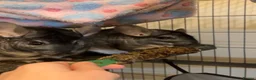 Chinchilla rodents for sale: Two Male Bonded Chinchillas for sale in Birmingham - Advert 1