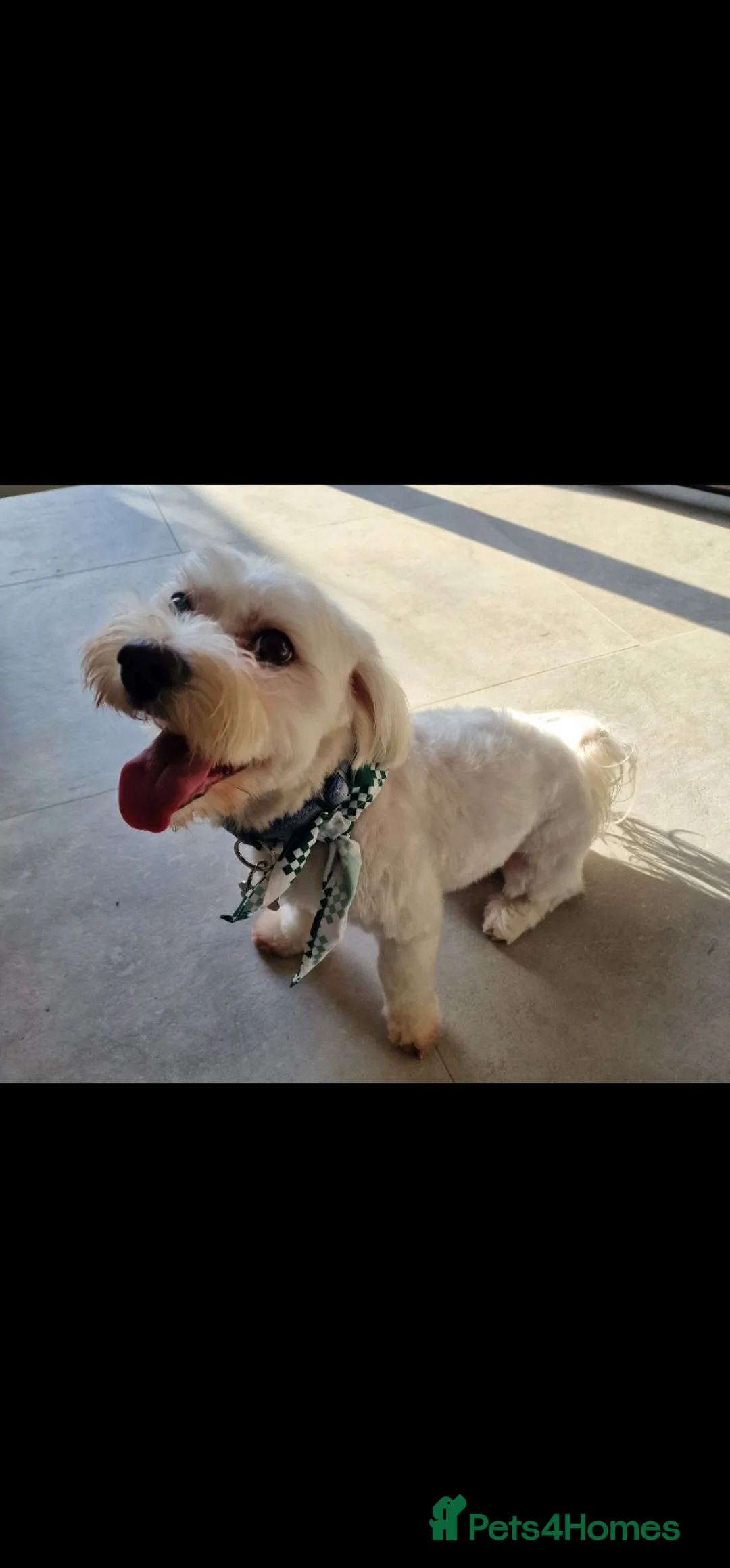 Maltese dogs for sale: Looking for a loving home  - Advert 2