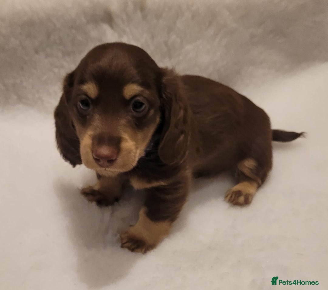 Miniature Dachshund dogs for sale: KC Long-Haired Miniature Puppies - Advert 13