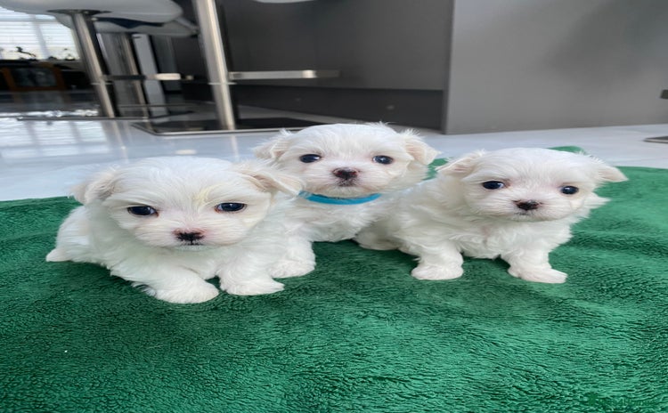 Maltese dogs - Advert 15