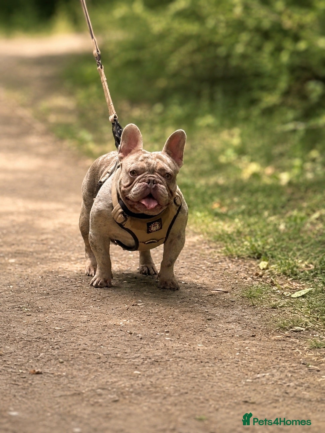 French Bulldog dogs Isabella Merle french bulldog stud - Advert 2