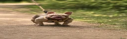 French Bulldog dogs for stud: Isabella Merle french bulldog stud - Advert 1