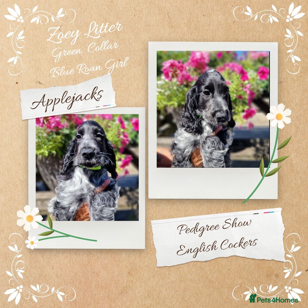 Cocker Spaniel dogs Roan Cocker Spaniel Puppies for Sale - Advert 1