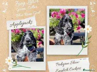 Cocker Spaniel dogs Roan Cocker Spaniel Puppies for Sale - Advert 1