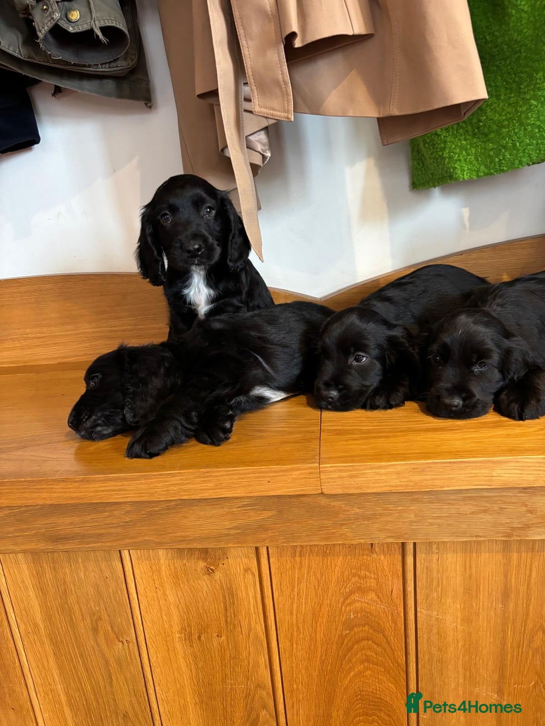 Cocker Spaniel dogs for sale: Quality KC Cocker Spaniels  - Image 10
