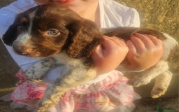Cocker Spaniel dogs for sale: Cocker pups  - Image 6