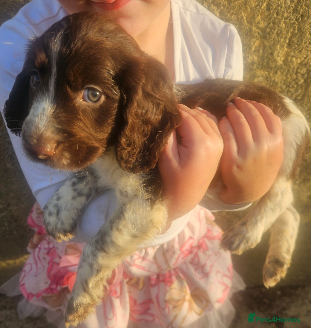 Cocker Spaniel dogs for sale: Cocker pups  - Image 6