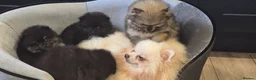 Pomeranian dogs for sale: Pretty Pomeranians  - Advert 21