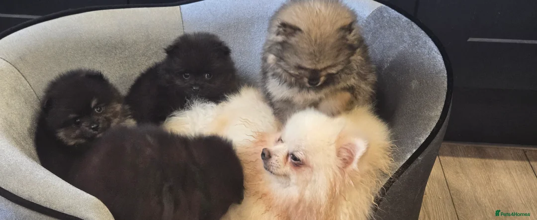 Pomeranian dogs for sale: Pretty Pomeranians  - Advert 21