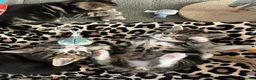 Mixed Breed cats for sale: Beautiful tabby kittens for sale - Advert 6