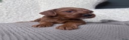 Irish Doodle dogs for sale: Mini Irish Doodle x Australian Labradoodle  - Advert 2