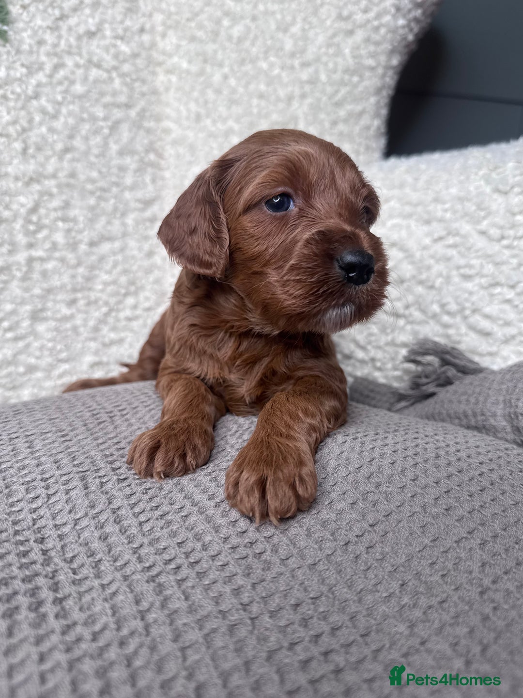 Irish Doodle dogs for sale: Mini Irish Doodle x Australian Labradoodle  - Advert 2