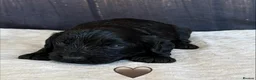 Cockapoo dogs for sale: Outstanding F1 Cockapoos🩵 🩷 Fully H/T Parents!🧬 - Advert 11