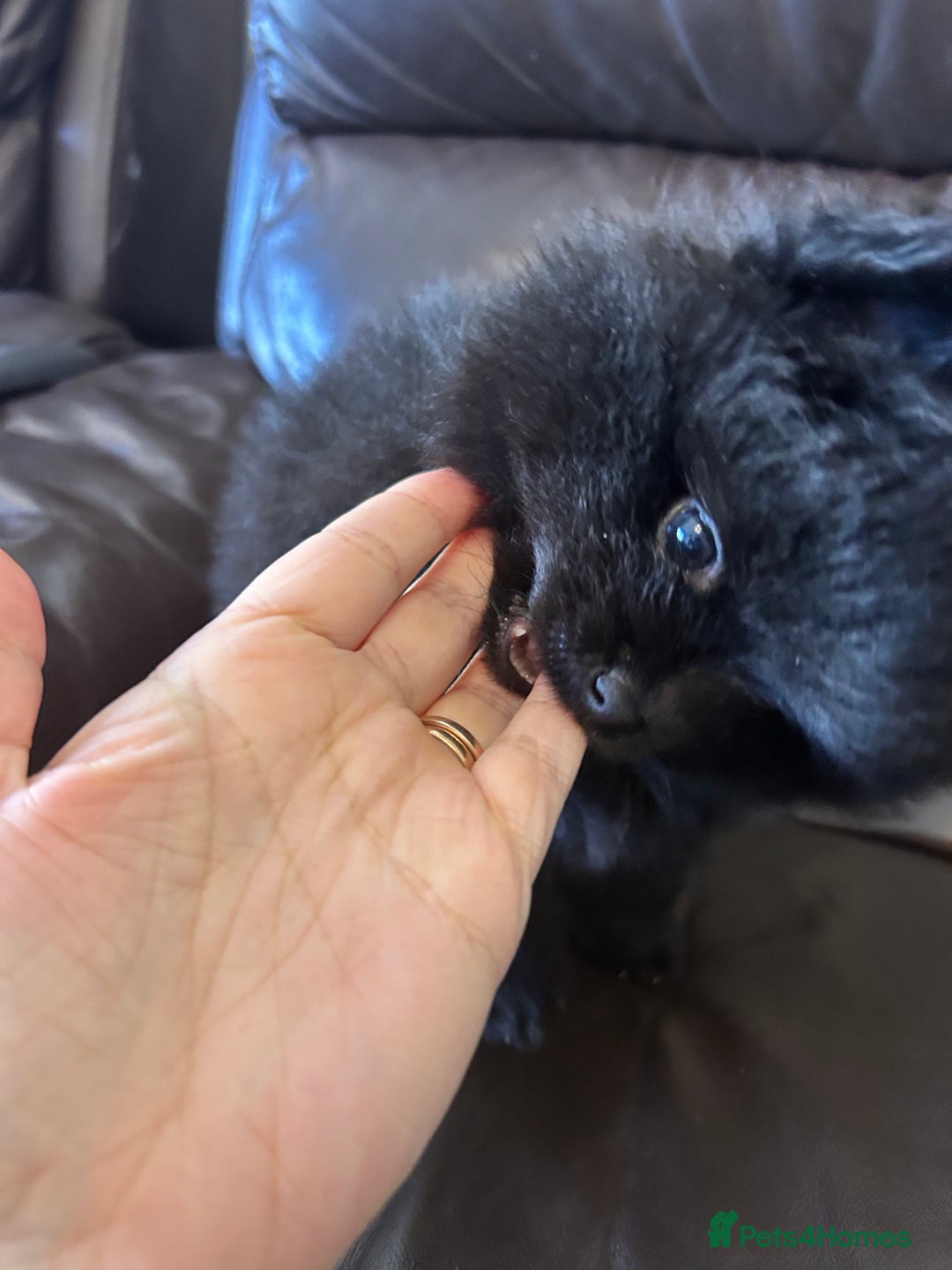 Pomeranian dogs for sale: Pomeranians - ONLY BLACK BOY LEFT - Advert 18