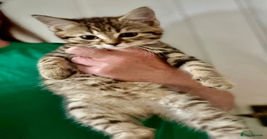 Savannah cats - Advert 4