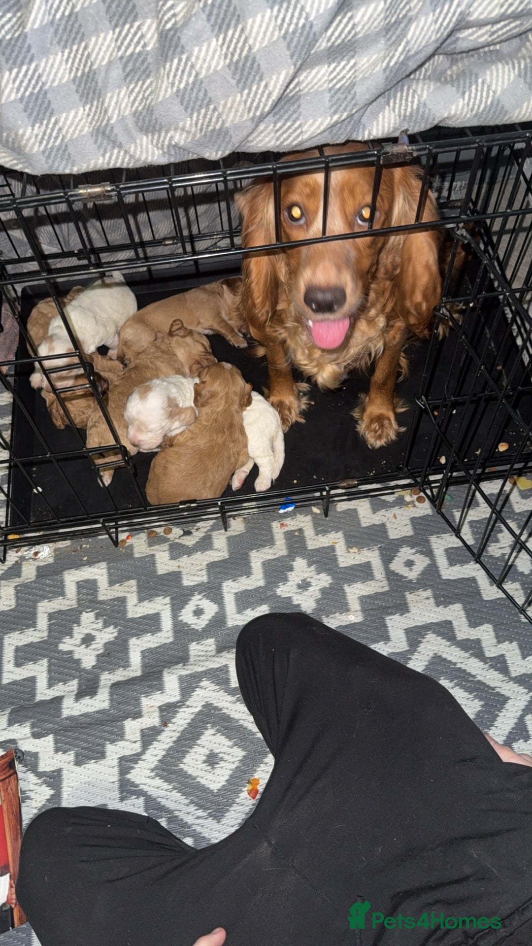 Cockapoo dogs for sale: Stunning litter of beautiful cockapoo puppies 😍 - Advert 2