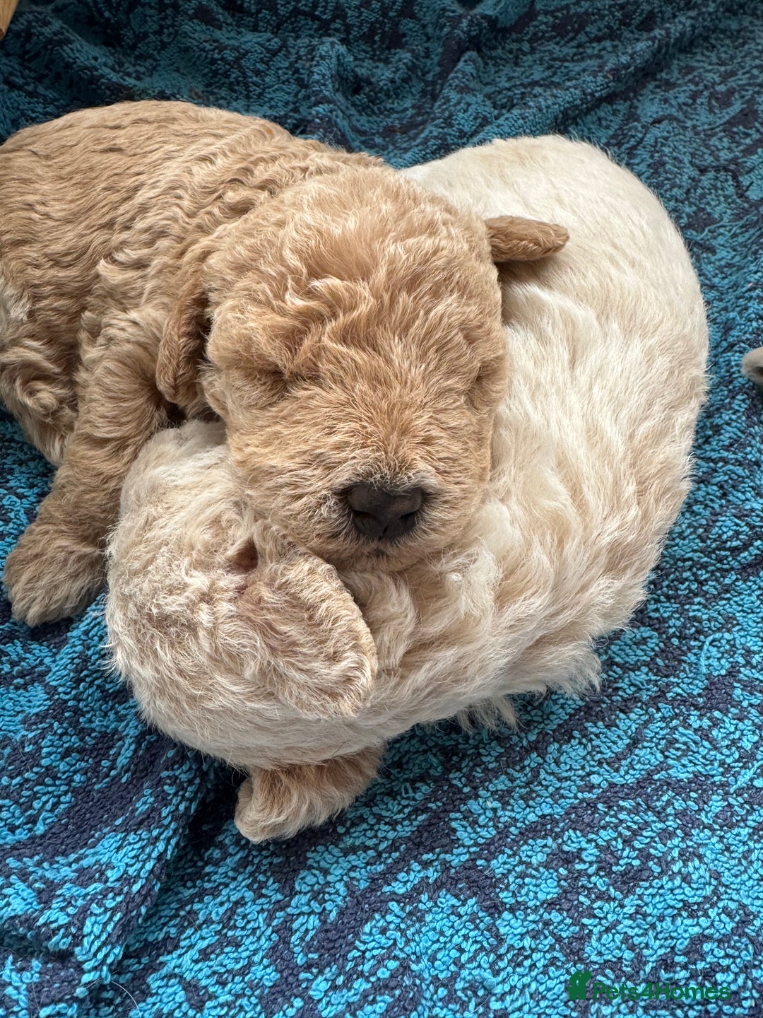 Cockapoo dogs for sale: Wonderful snuggle buddy  - Image 19