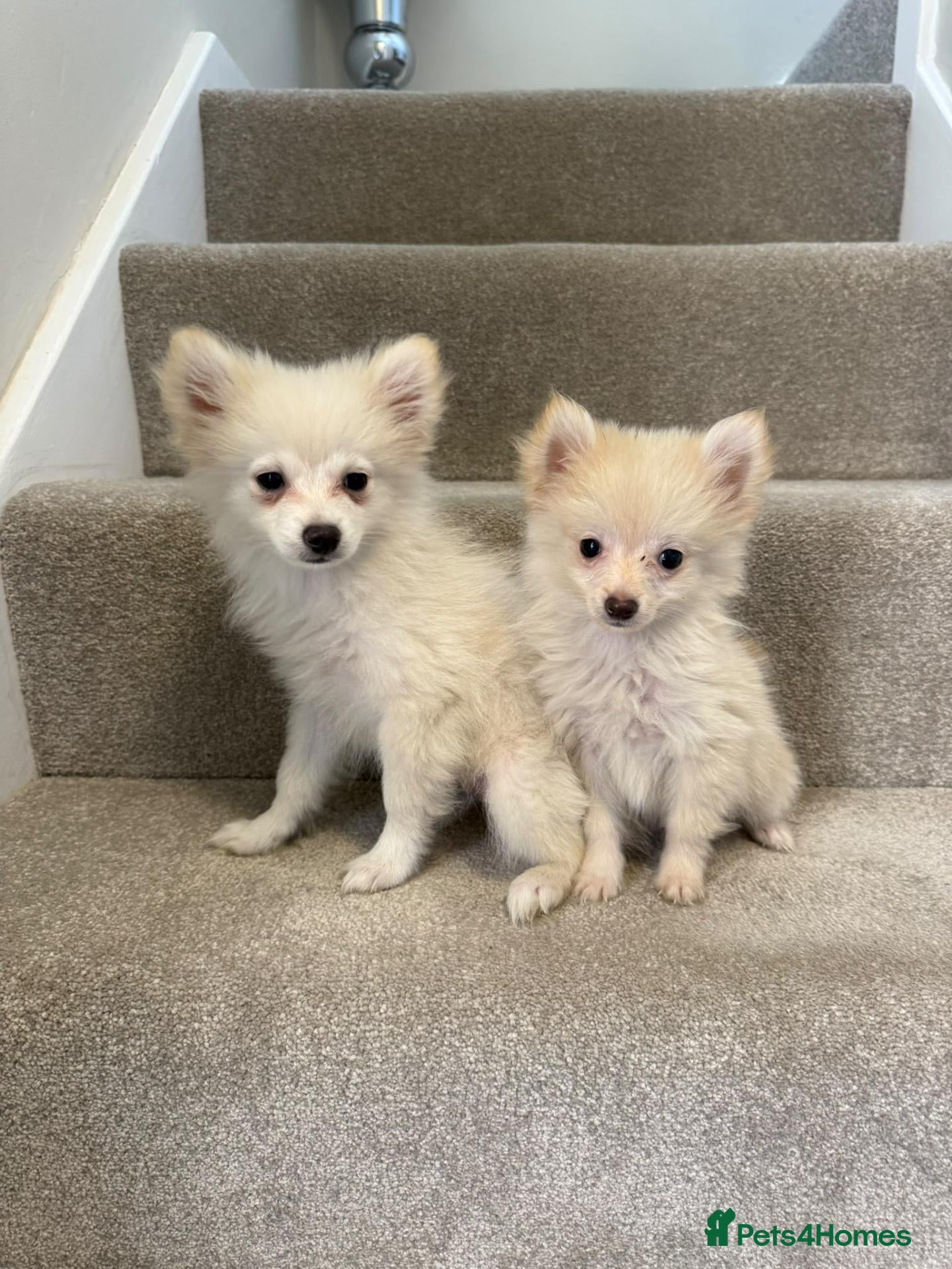 Pomeranian dogs Pomeranian puppies ready now  - Advert 14