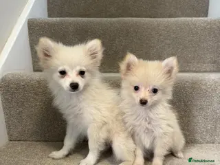 Pomeranian dogs Pomeranian puppies ready now - Advert 14