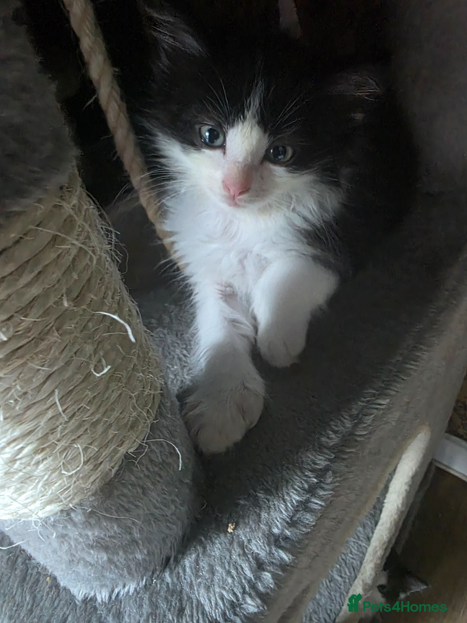 Maine Coon cats Maine×ragdoll - Advert 1