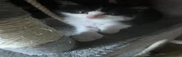 Maine Coon cats for sale: Poly male Maine×ragdoll - Advert 1