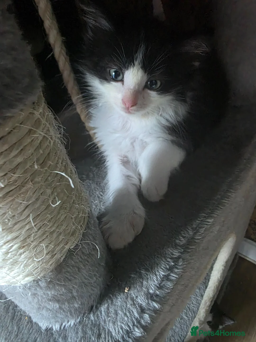 Maine Coon cats for sale: Poly male Maine×ragdoll - Advert 1