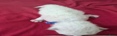 Ragdoll 1