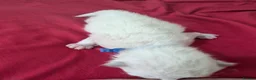 Ragdoll cats for sale: 5 beautiful ragdoll kittens  in Liverpool - Advert 13