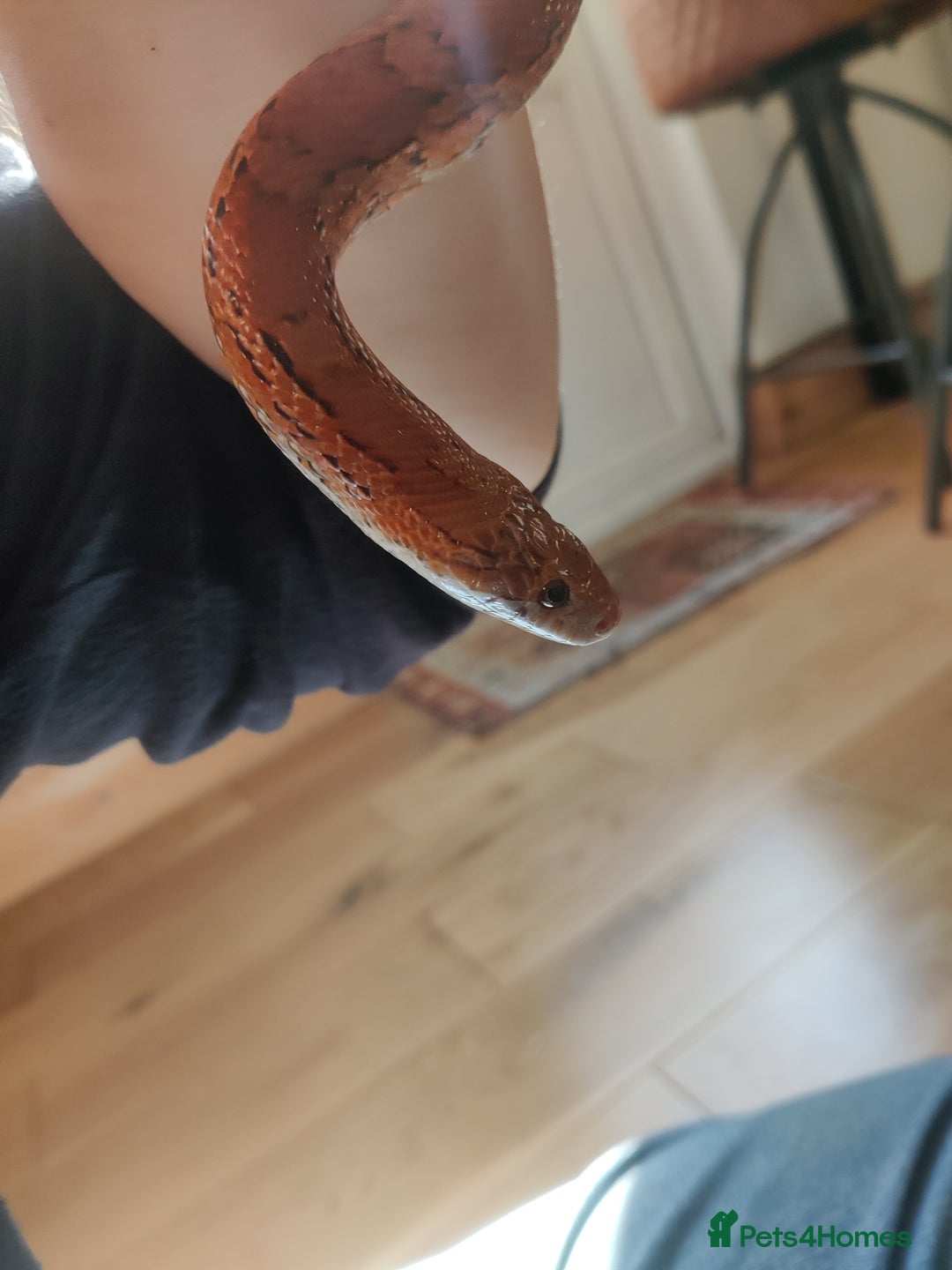 Corn Snake reptiles for sale: Friendly corn snake and vivarium  - Image 4
