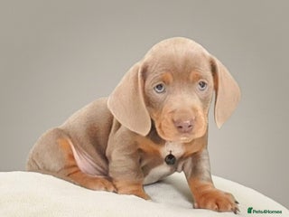 Miniature Dachshund dogs Stunning mini Dax Boy Available 😍 - Advert 1