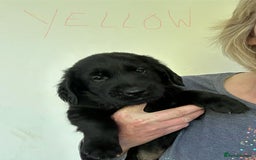 Flat coated Retriever dogs for sale: Flat coated x Golden Retriever puppies - Image 11