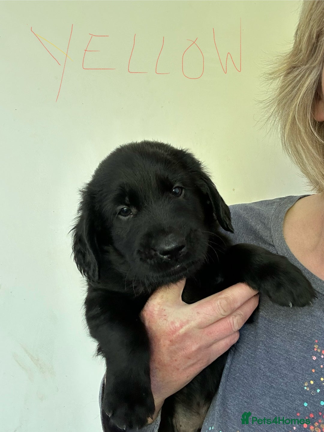 Flat coated Retriever dogs for sale: Flat coated x Golden Retriever puppies - Image 11
