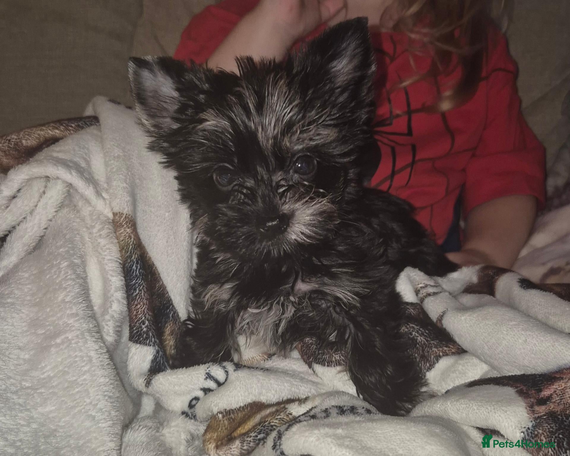 Yorkshire Terrier dogs Black Merle girl now available  - Advert 2