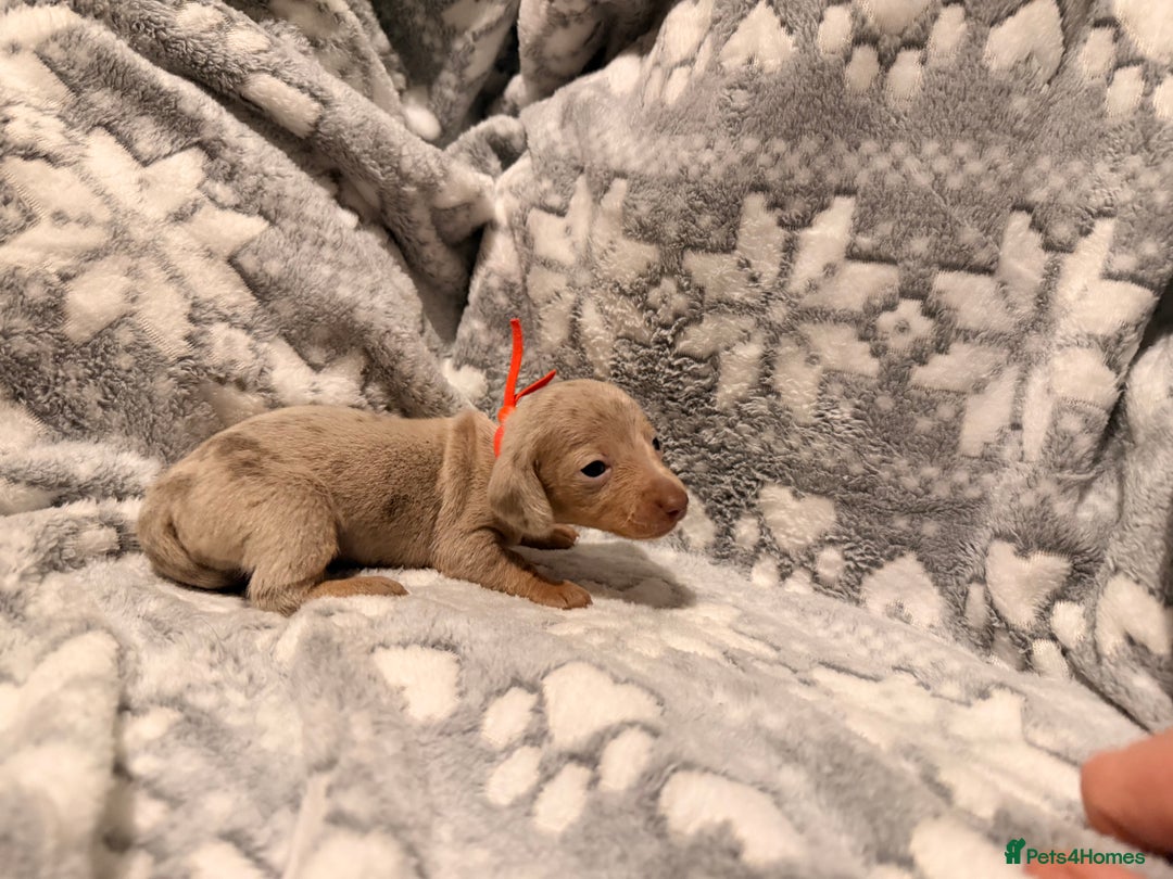 Miniature Dachshund dogs for sale: STUNNING miniature Daschunds  - Advert 3