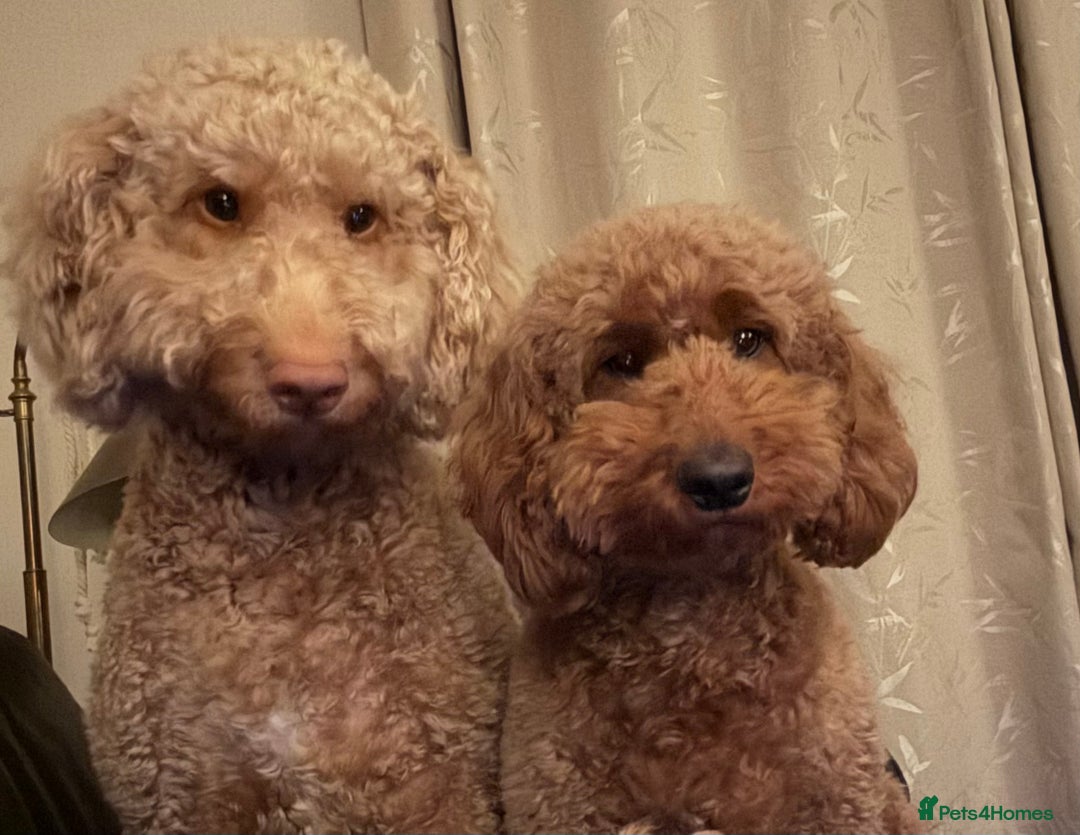 Mixed Breed dogs for sale: Health Tested miniature Goldendoodles  - Image 5